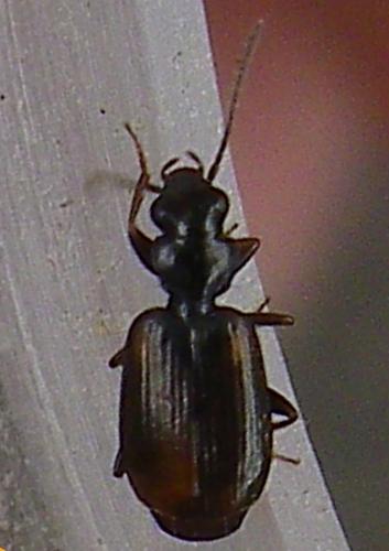 Réf. 286 824 : Syntomus sp.